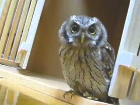 Youtube: Dramatic Owl