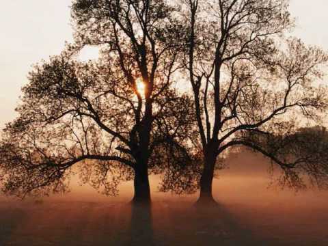 Youtube: Gift Of The Trees: Xavier Rudd