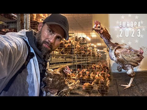 Youtube: Vorzeigebetrieb UNDERCOVER infiltriert - Das bedeutet es Ei zu essen | Mission: Europa 2023