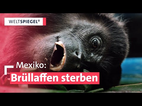 Youtube: Hitzeschock in Mexiko: Brüllaffen fallen von Bäumen – Rettungseinsatz vor Ort | Weltspiegel