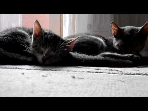 Youtube: Schnarchende Katze