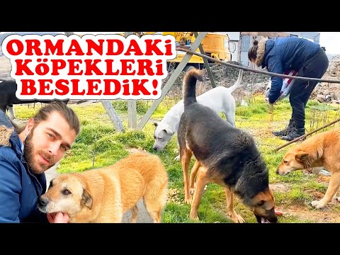 Youtube: ORMAN KÖPEKLERİNİ BESLEDİK! Sokak Köpekleri Besleme ve Ziyaret #Thevet #dogrescue