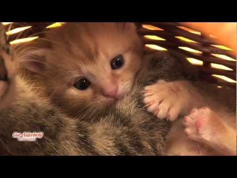 Youtube: Gut Aiderbichl: Schönste Momente aus dem Katzenkörbchen