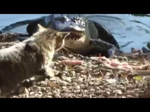 Youtube: Lustige Katze verjagt Krokodil