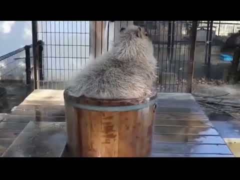 Youtube: Funny capybara memes