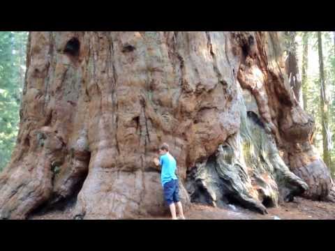 Youtube: Der größte Baum der Welt