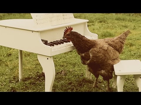 Youtube: Igorrr - My Chicken's Symphony