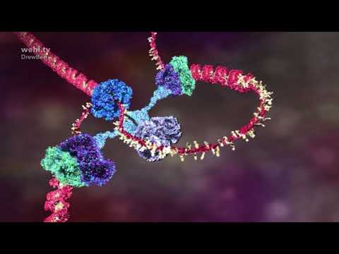 Youtube: DNA animation (2002-2014) by Drew Berry and Etsuko Uno wehi.tv #ScienceArt