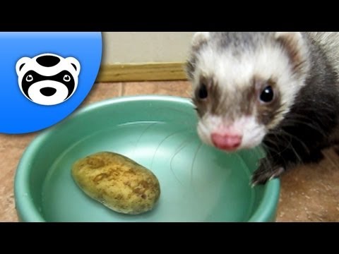Youtube: Funny Ferret Steals a Potato