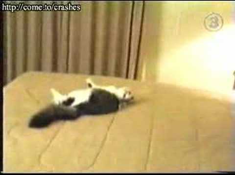 Youtube: Doofe Katze