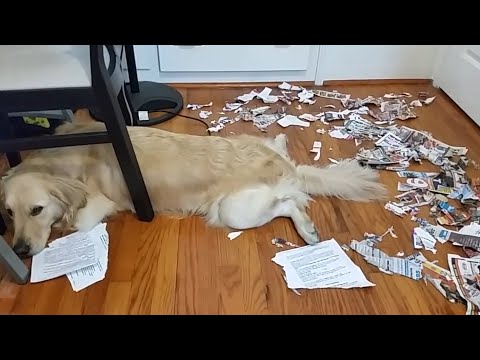 Youtube: Ultimate Guilty Dogs Video Compilation | The Pet Collective