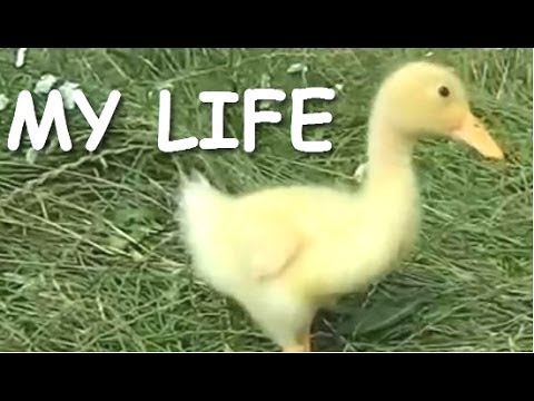 Youtube: Funny Videos From A Duck's Life - Funny Ducks Compilation 2014