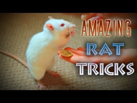 Youtube: Awesome, Amazing Rat Tricks