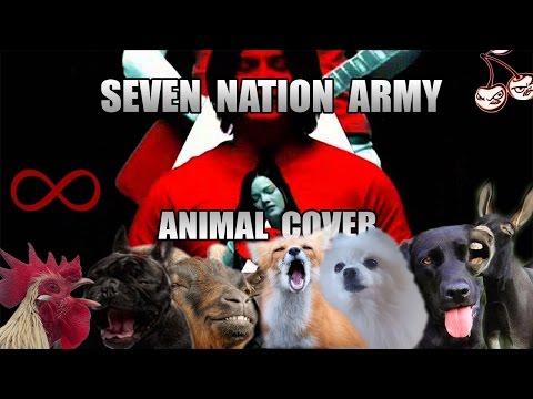 Youtube: The White Stripes - Seven Nation Army (Animal Cover)
