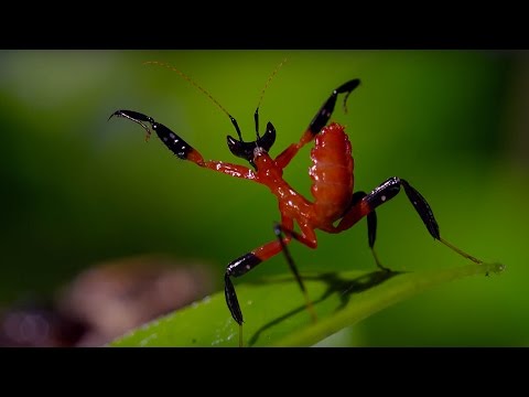 Youtube: Kung Fu Mantis Vs Jumping Spider | Life Story | BBC