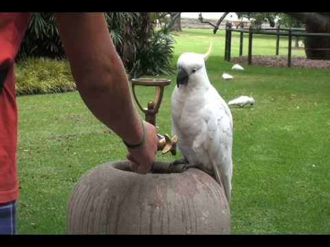 Youtube: One Smart Thirsty Bird