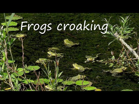 Youtube: Frogs Croaking • Relaxing Frog Sounds 1 Hour • Beautiful Video of Green Water Frogs in Nature Pond