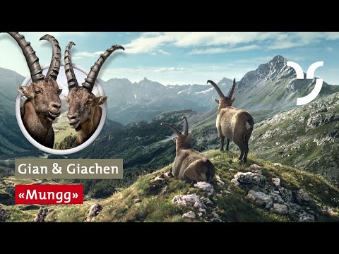 Youtube: Steinbock Spot Murmeltiere mit deutschen Untertiteln