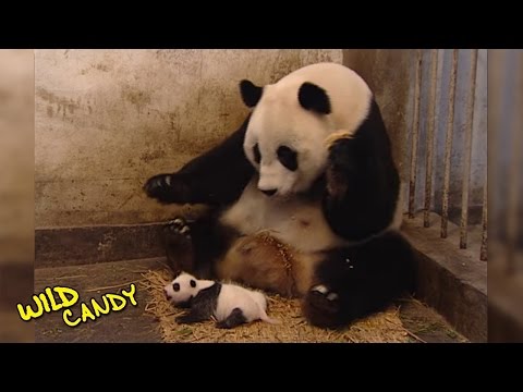Youtube: Sneezing Baby Panda | Original Video