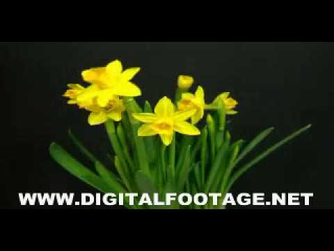 Youtube: Gelbe Narzissen im Frühling (Zeitraffer)