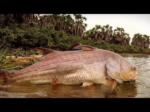 Youtube: FLUSSMONSTER zerstört Angler - WELTREKORD?