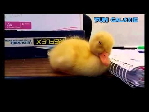 Youtube: Baby duck can't stay awake