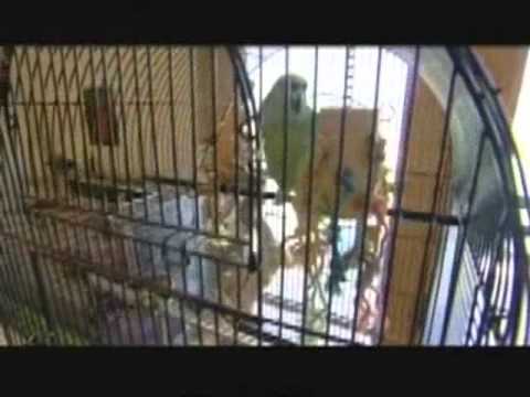 Youtube: Paris Jackson's Pet Parrot..