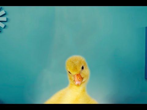 Youtube: Bad guy _ Chicken Remix _ Billie Eilish