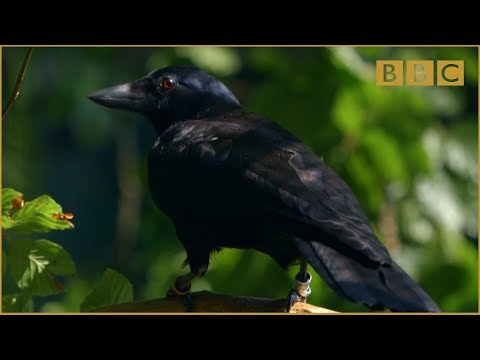 Youtube: Are crows the ultimate problem solvers? - Inside the Animal Mind: Episode 2 - BBC Two