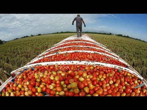 Youtube: American Agriculture Technology - Harvest Billions Of Tomatoes In California