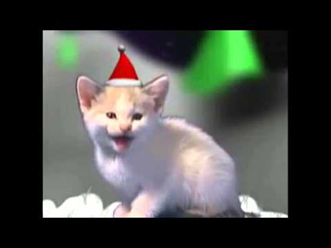 Youtube: Singende Katzen