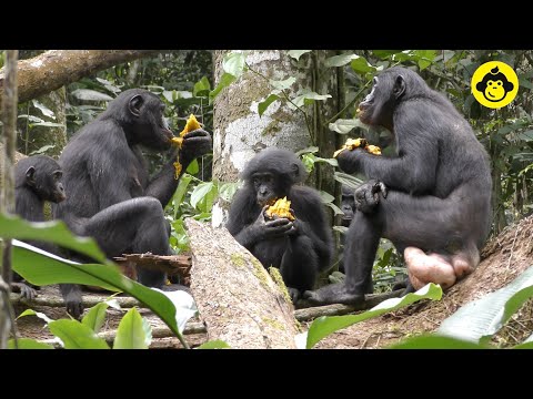 Youtube: Peaceful food sharing among wild bonobos!【Observations of Bonobos #100】