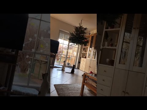 Youtube: Hanging Christmas Tree Doesn't Deter Kitty || ViralHog