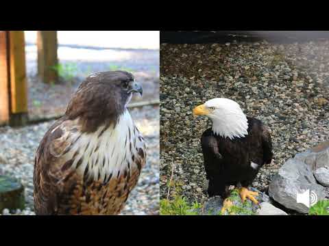 Youtube: Red-tailed Hawk and Bald Eagle Vocalization