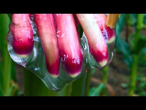 Youtube: This Slime Could Change The World | Planet Fix | BBC Earth Science