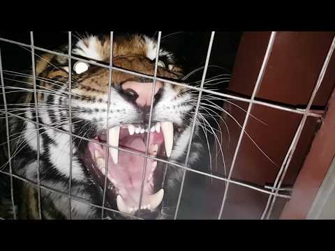 Youtube: Best tiger roar ever !