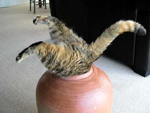 Youtube: Fat Cat in pot (attempt 2)