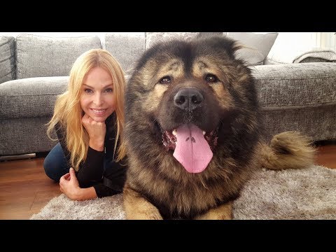 Youtube: WOLF KILLER? THE CAUCASIAN SHEPHERD OVCHARKA DOG