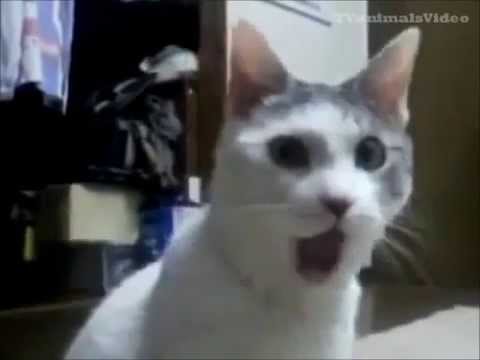 Youtube: Katzen zum totlachen