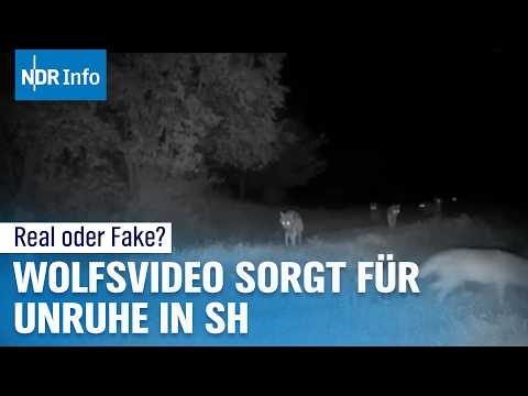 Youtube: Virales Video vom Wolf in Schleswig-Holstein: Wahrheit oder Fake? I NDR Info