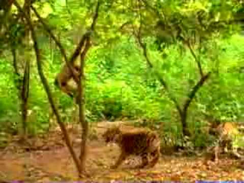 Youtube: Affe verarscht Tiger
