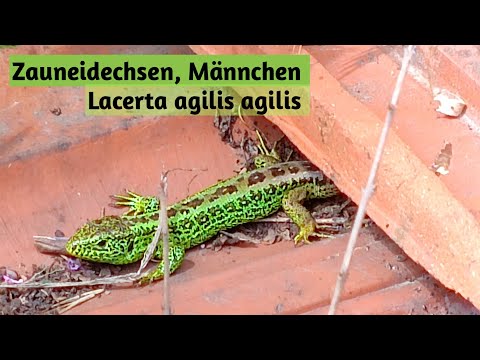 Youtube: Zauneidechsen, Männchen, Lacerta agilis agilis