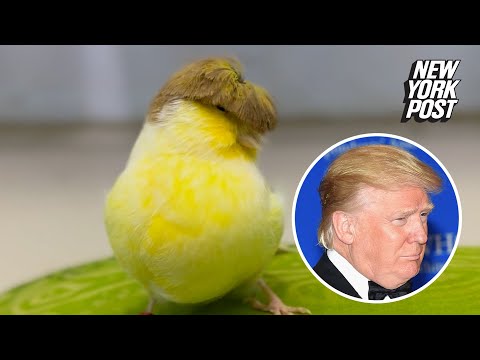 Youtube: Hail to the chirp — pet bird with iconic Trump hairdo goes viral