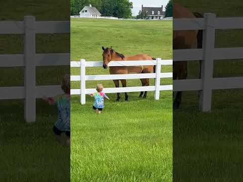 Youtube: Cute Kiddo Summons Horse Herd!