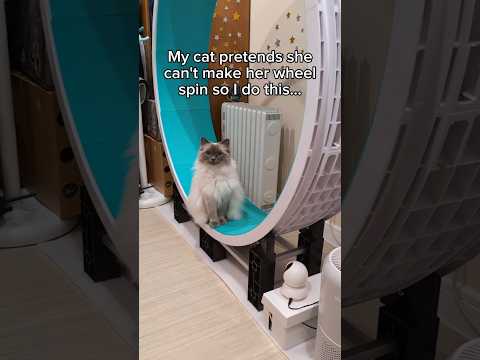 Youtube: She thinks I don't know she runs on it at night 😹 #cats #funnycat #ragdollcat #catwheel