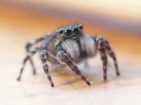 Youtube: Dramatic Spider