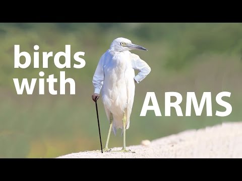Youtube: Birds With Arms Compilation