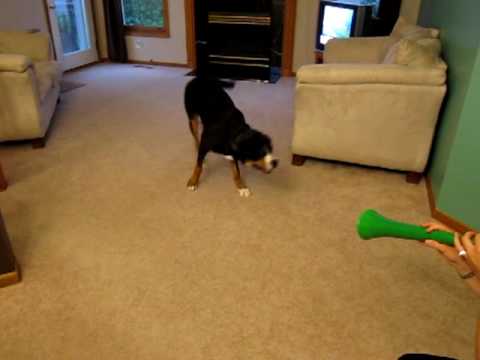 Youtube: Dog vs. Vuvuzela - Dog Wins