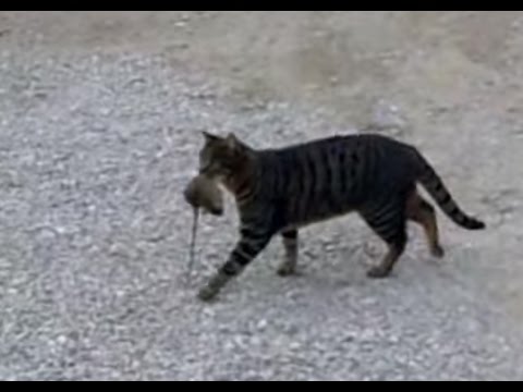 Youtube: cat kills rat
