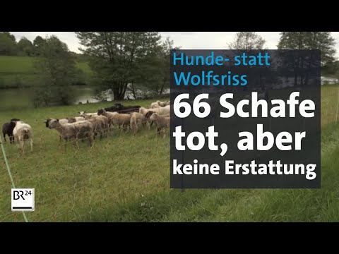 Youtube: Hund statt Wolf: Besitzer ohne Hilfe - trotz 66 toter Schafe | Abendschau | BR24